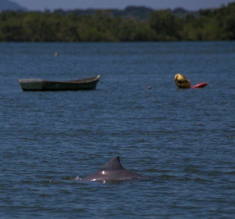 Baía dos Golfinhos