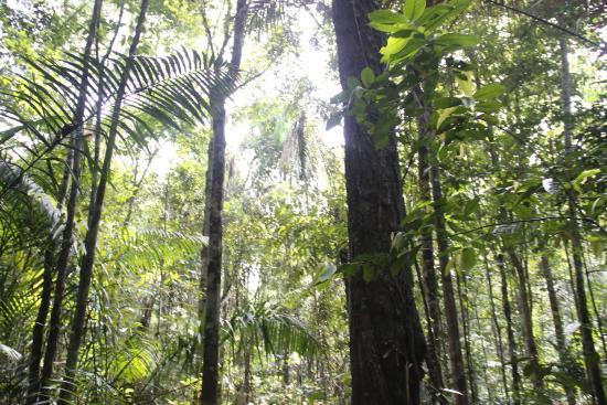 Parque Nacional Viruá