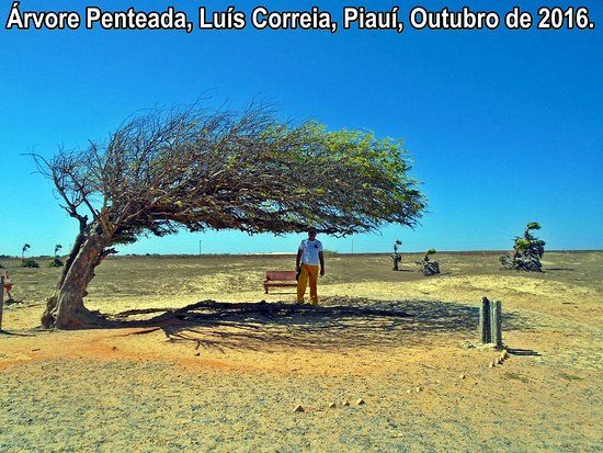 Árvore Penteada