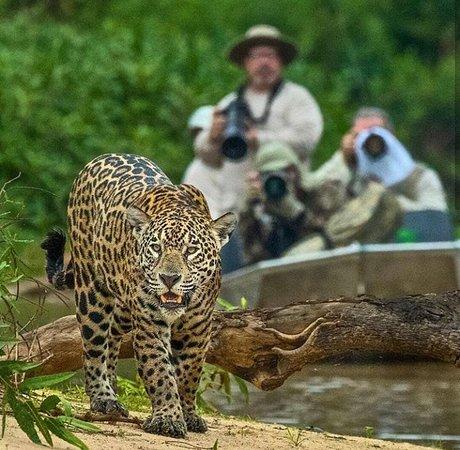 Pantanal Trip Tur
