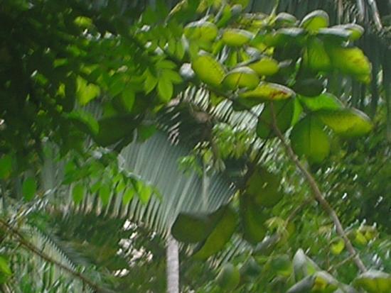 Parque Ecológico do Município de Belém