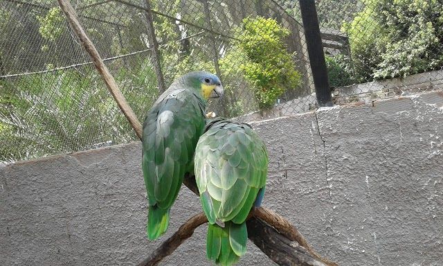 Zoo Park da Montanha