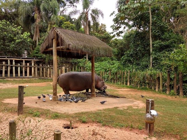 Zoológico de São Paulo