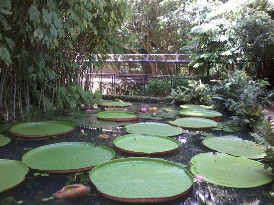 Bosque Rodrigues Alves