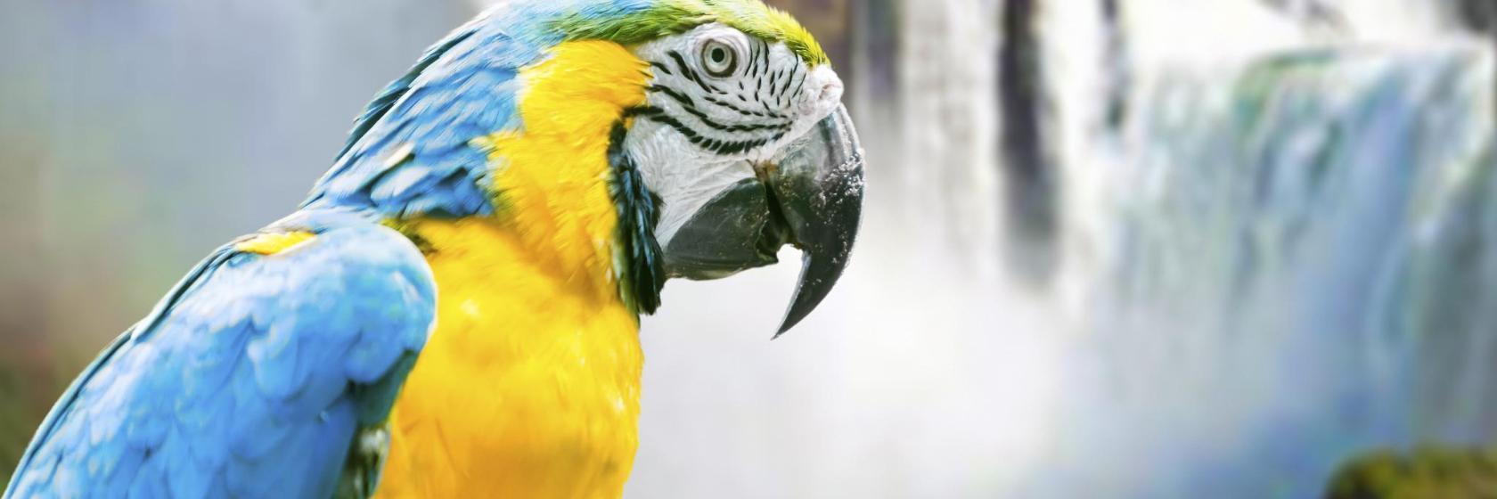Parque das Aves