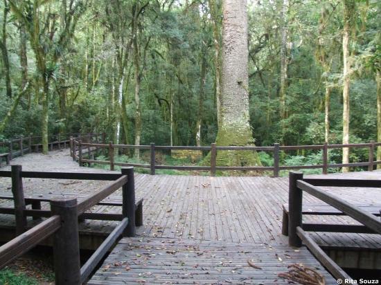 Parque do Pinheiro Grosso